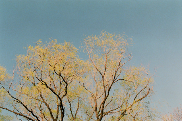http://liushuwei.com/files/gimgs/3_trees.jpg