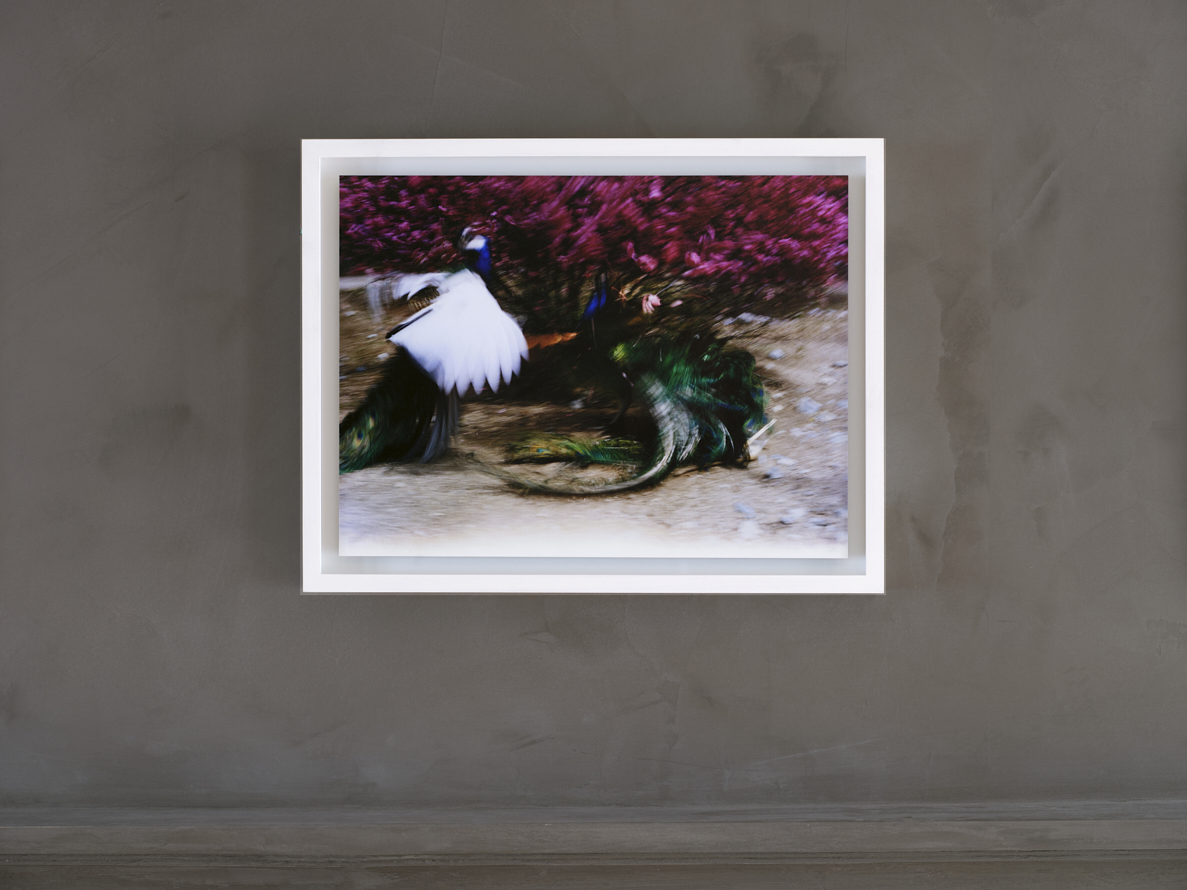 https://liushuwei.com/files/gimgs/49_liu-shuwei-vanishing-act-installation-view-g02.jpg